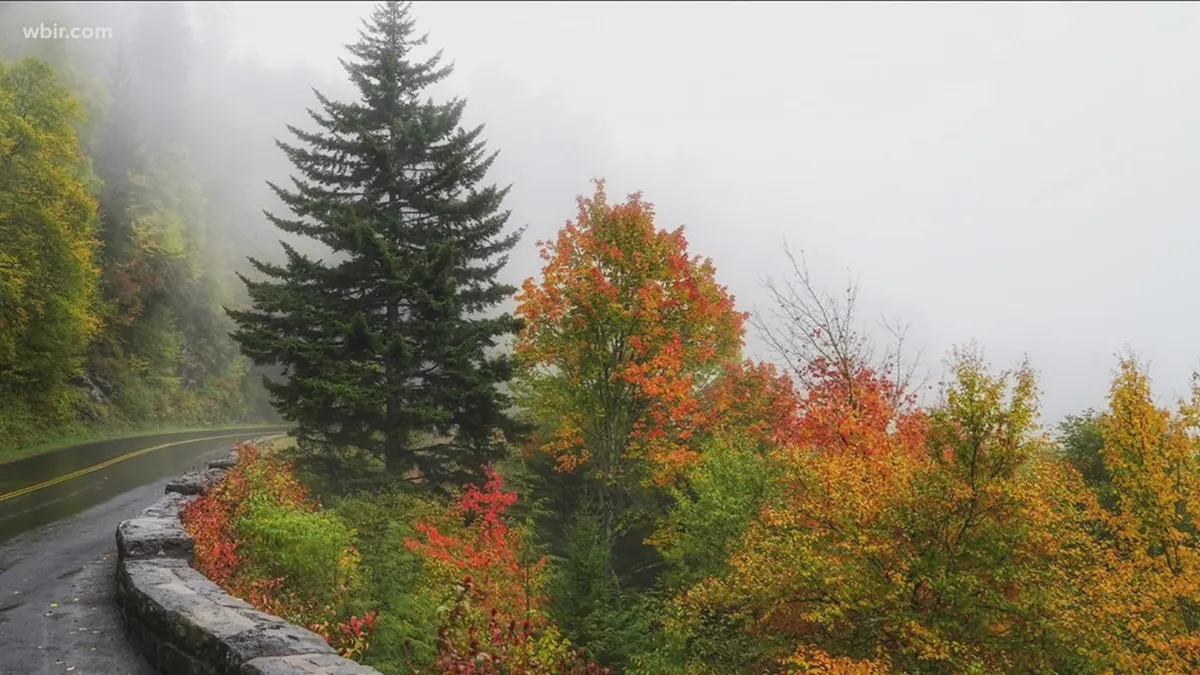 A winding road meanders through a tunnel of vibrant autumn trees, with a misty landscape in the background. The scene evokes a sense of journey and discovery, ideal for scenic drives and exploration.
